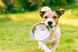 ¿Cómo puedo garantizar la mejor alimentación para mi mascota?