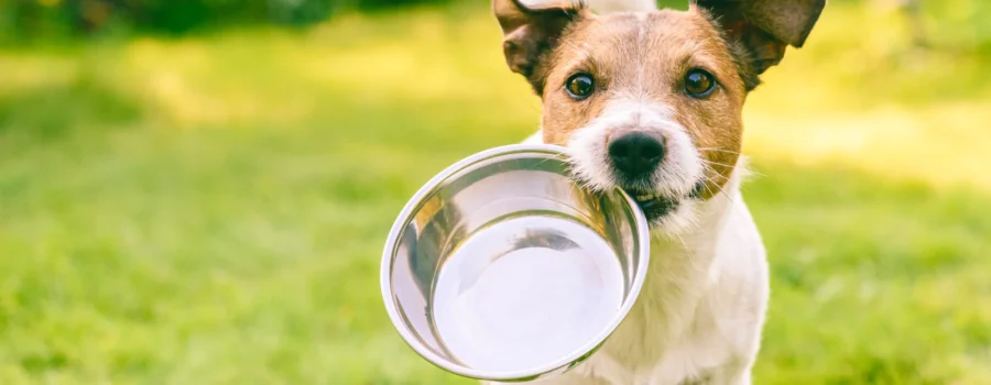 ¿Cómo puedo garantizar la mejor alimentación para mi mascota?