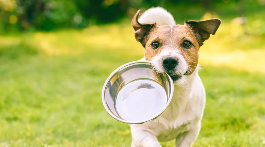 ¿Cómo puedo garantizar la mejor alimentación para mi mascota?