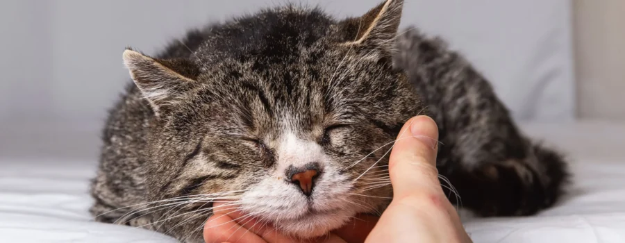 ¿Cómo podemos prolongar la vida de nuestras mascotas?