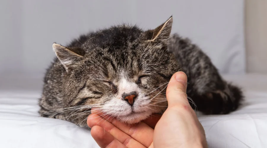 ¿Cómo podemos prolongar la vida de nuestras mascotas?