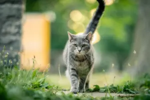 Así se domesticaron los gatos que tenemos como mascotas