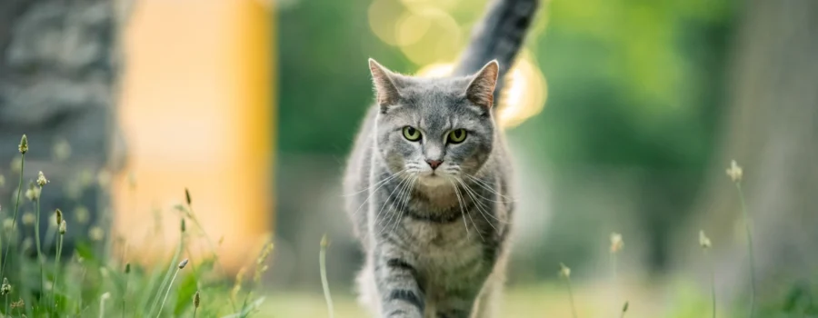 Así se domesticaron los gatos que tenemos como mascotas