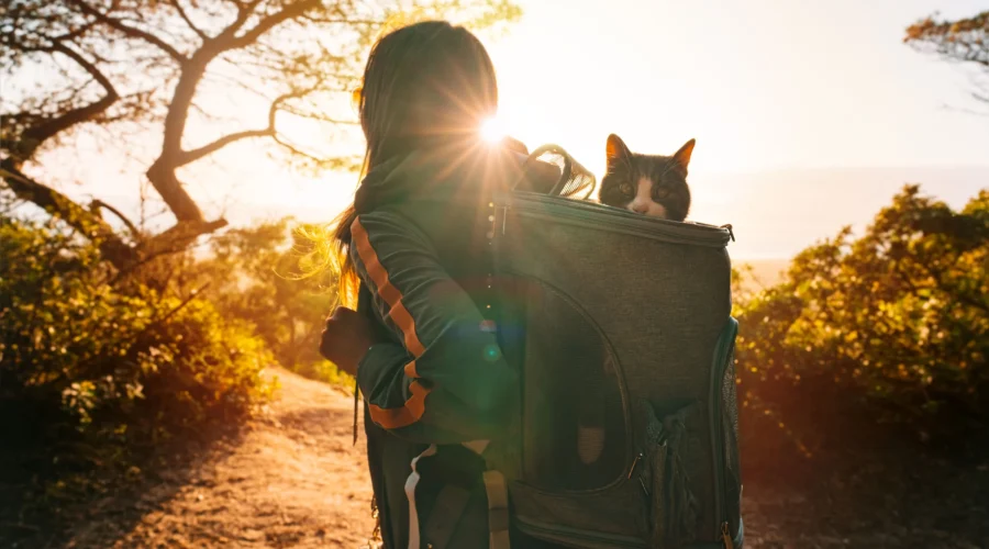 ¿Qué llevamos cuando vamos de paseo con mascotas?