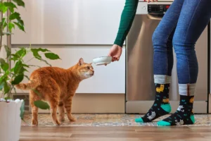 ¿Qué hace la taurina en el alimento para gato?