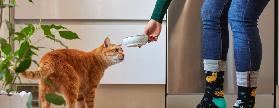 ¿Qué hace la taurina en el alimento para gato?