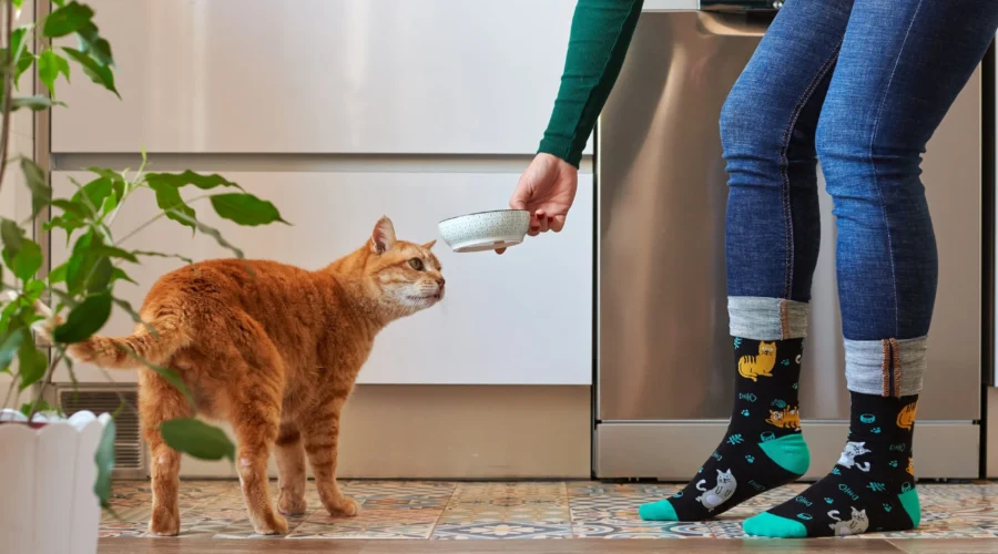 ¿Qué hace la taurina en el alimento para gato?