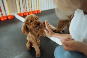 Cómo empezar un entrenamiento básico para tu perro