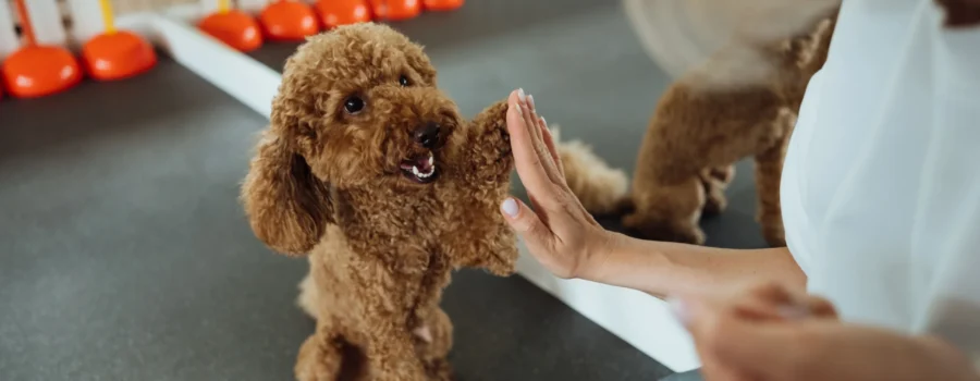 Cómo empezar un entrenamiento básico para tu perro