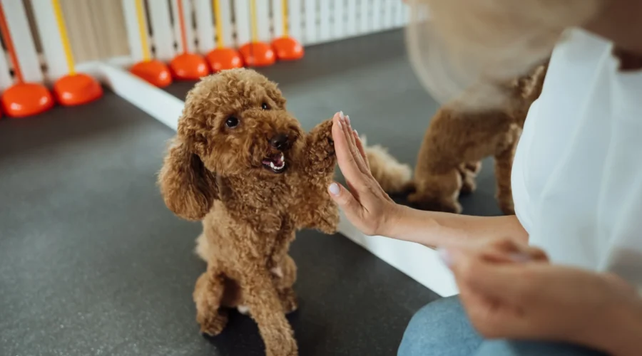 Cómo empezar un entrenamiento básico para tu perro