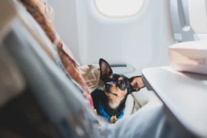 ¿Las mascotas pueden viajar en avión? Todo lo que necesitás saber