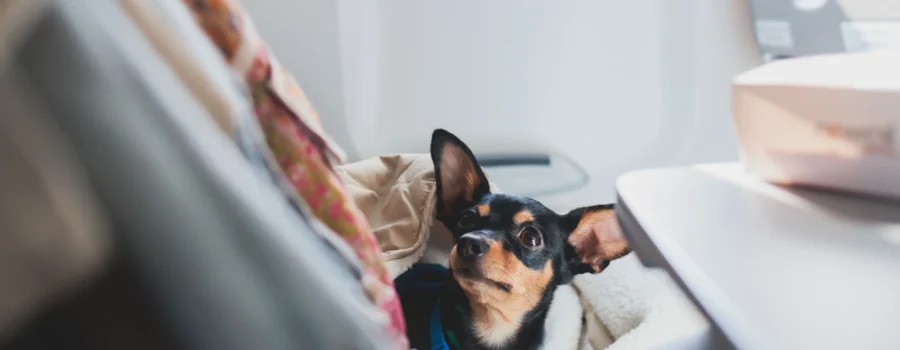 ¿Las mascotas pueden viajar en avión? Todo lo que necesitás saber