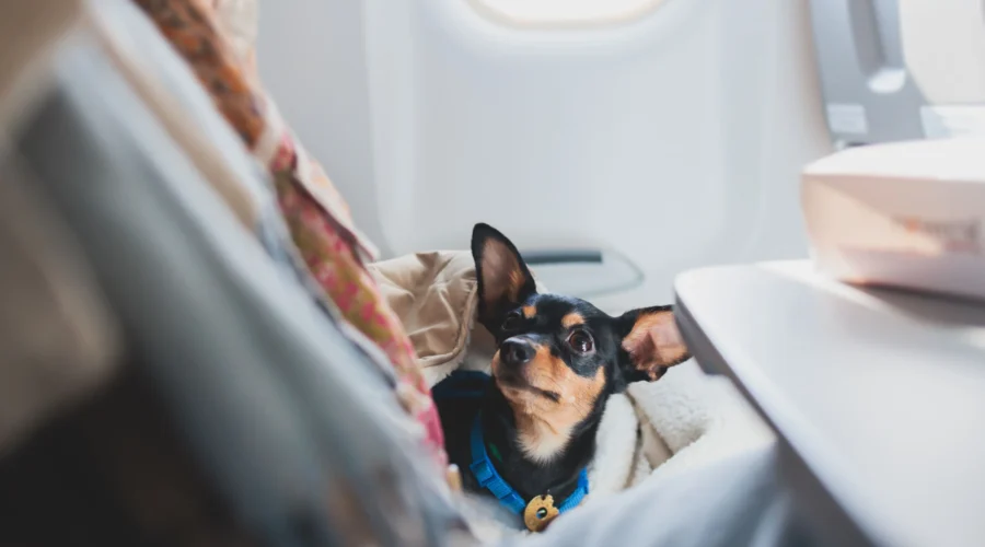 ¿Las mascotas pueden viajar en avión? Todo lo que necesitás saber