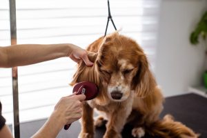 Es hora de hablar de caída de pelo en mascotas