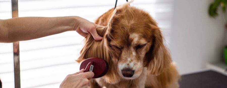 Es hora de hablar de caída de pelo en mascotas