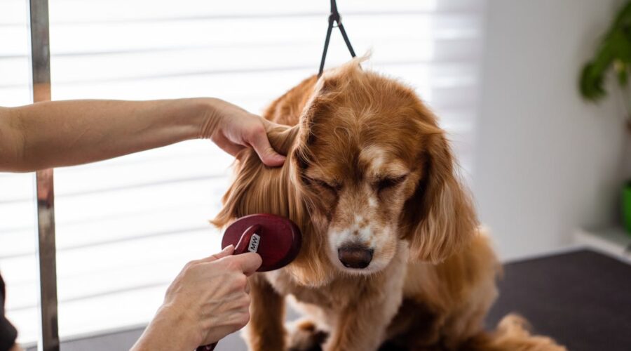 Es hora de hablar de caída de pelo en mascotas