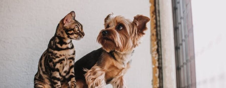 ¿Qué Hacer con tus Mascotas Durante un Temblor? 5 Consejos para Estar Preparados