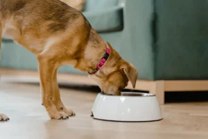 ¿Cómo debo hacer el proceso de cambio de mi alimento actual a Vital Nutrition?