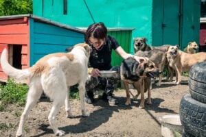 Adoptá una mascota rescatada en Costa Rica: Guía Completa