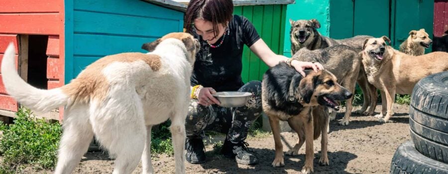 Adoptá una mascota rescatada en Costa Rica: Guía Completa