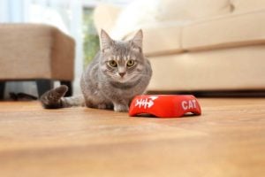 Importancia de la proteína en la alimentación de tu mascota