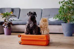 Guarderías para perros y gatos: todo lo que necesitás saber