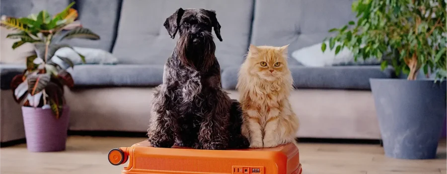 Guarderías para perros y gatos: todo lo que necesitás saber