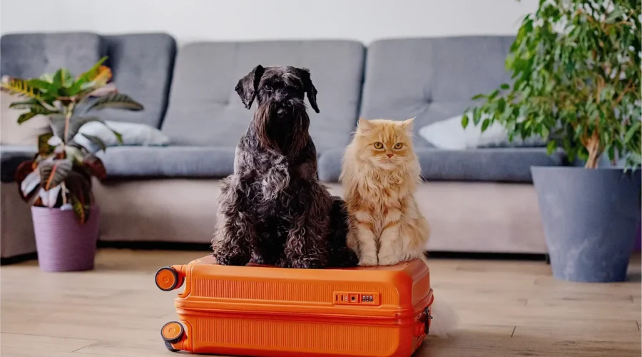 Guarderías para perros y gatos: todo lo que necesitás saber