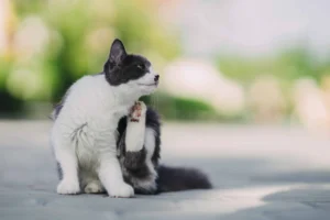 ¿Alergias en mascotas? Te lo contamos todo aquí