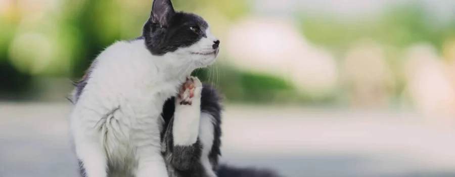 ¿Alergias en mascotas? Te lo contamos todo aquí