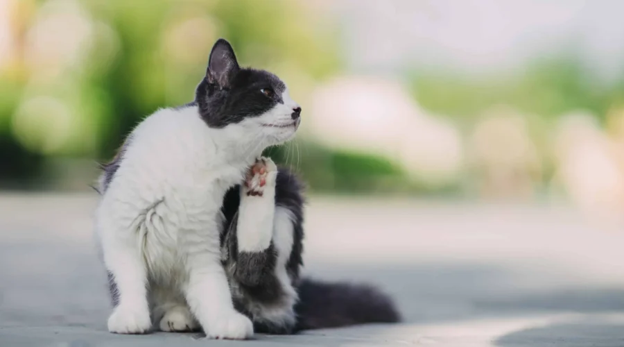 ¿Alergias en mascotas? Te lo contamos todo aquí