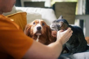 El Sistema Neuronal de tu Mascota: ¿Cómo fortalecerlo y por qué?
