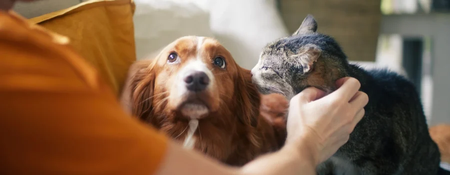 El Sistema Neuronal de tu Mascota: ¿Cómo fortalecerlo y por qué?