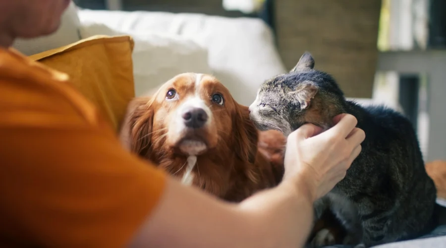 El Sistema Neuronal de tu Mascota: ¿Cómo fortalecerlo y por qué?
