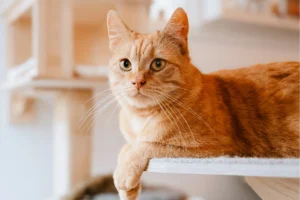 ¿Por Qué la Taurina es tan Importante para los Gatos?