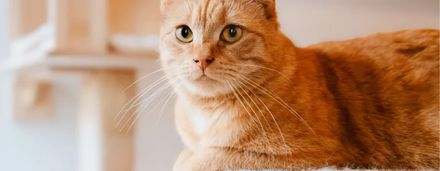 ¿Por Qué la Taurina es tan Importante para los Gatos?