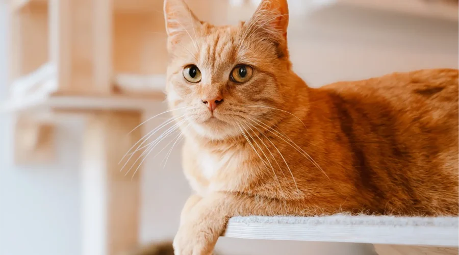 ¿Por Qué la Taurina es tan Importante para los Gatos?