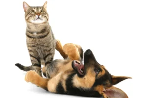 ¿Por Qué la Taurina es tan Importante para Perros y Gatos?