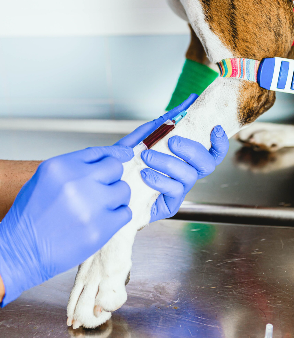 Foto de donación de sangre de perro