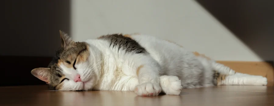 Beneficios del Alimento Húmedo en Verano: Hidratación y Nutrición Inteligente para tu Mascota