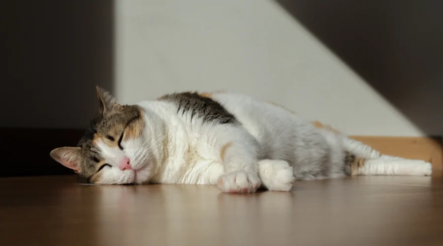 Beneficios del Alimento Húmedo en Verano: Hidratación y Nutrición Inteligente para tu Mascota