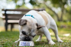 ¿Por qué es Importante Variar los Sabores del Alimento de tu Mascota?
