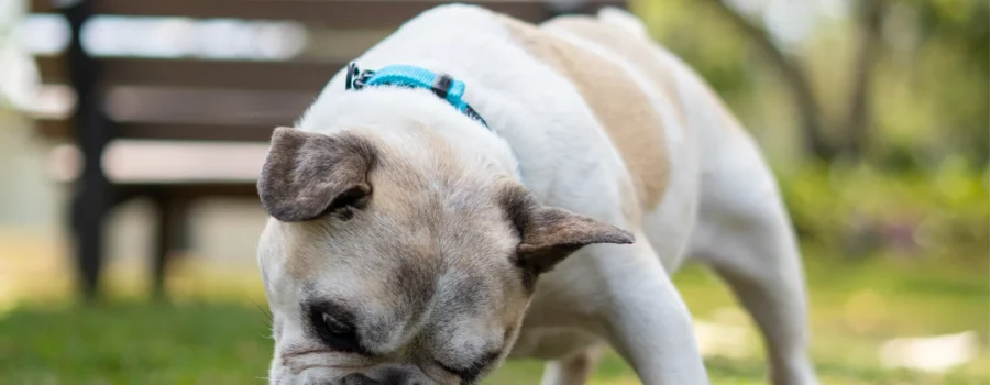 ¿Por qué es Importante Variar los Sabores del Alimento de tu Mascota?