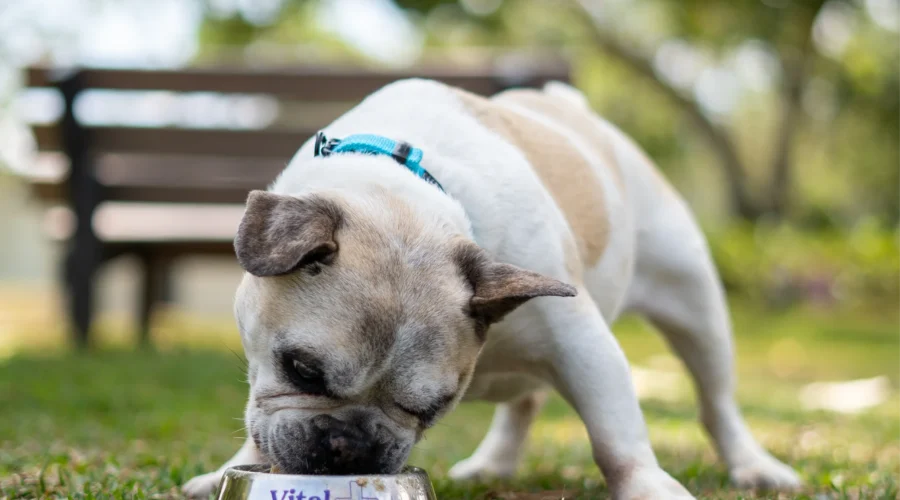 ¿Por qué es Importante Variar los Sabores del Alimento de tu Mascota?