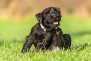 perro negro rascandose