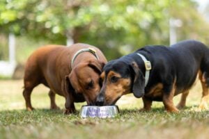 Calidad de Vida en Mascotas: La Importancia de las Vitaminas y Minerales