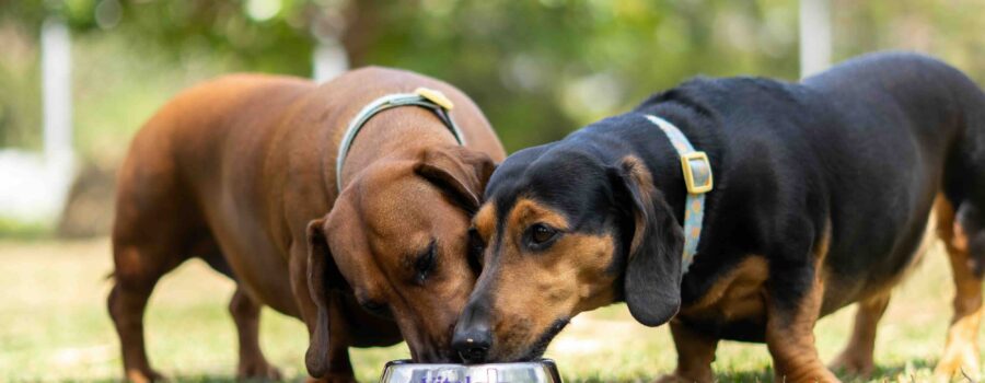 Calidad de Vida en Mascotas: La Importancia de las Vitaminas y Minerales