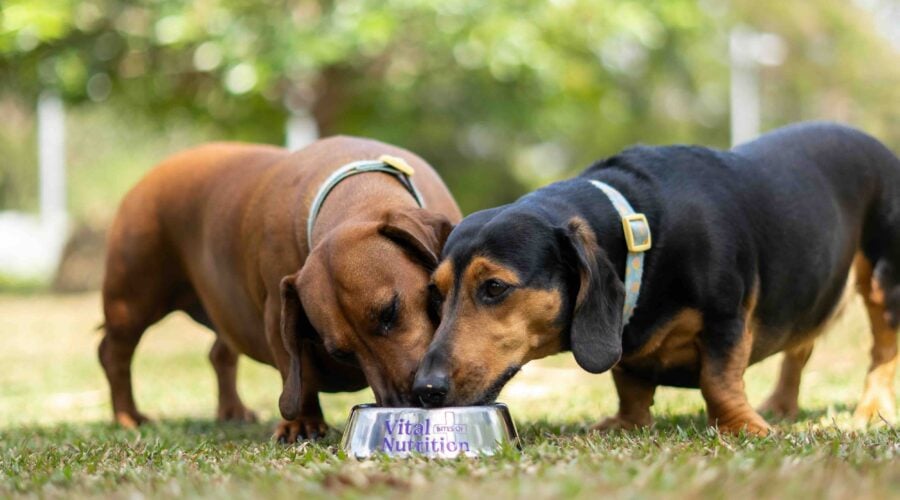 Calidad de Vida en Mascotas: La Importancia de las Vitaminas y Minerales