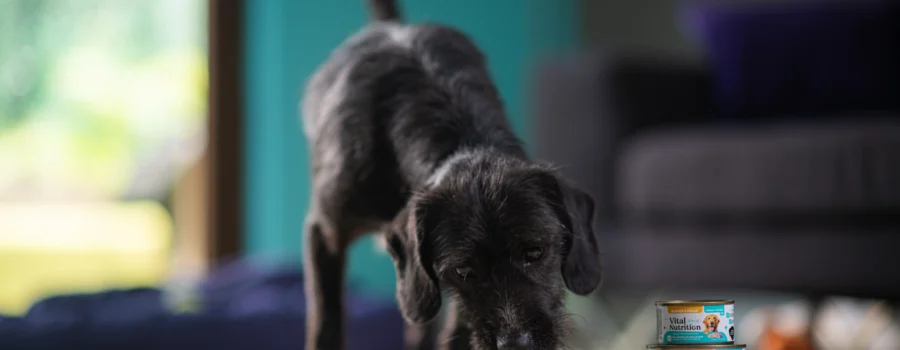 ¿Por qué es Importante Incorporar Nuevas Texturas en la Alimentación de tu Mascota?