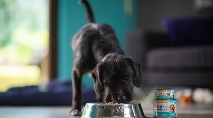 ¿Por qué es Importante Incorporar Nuevas Texturas en la Alimentación de tu Mascota?